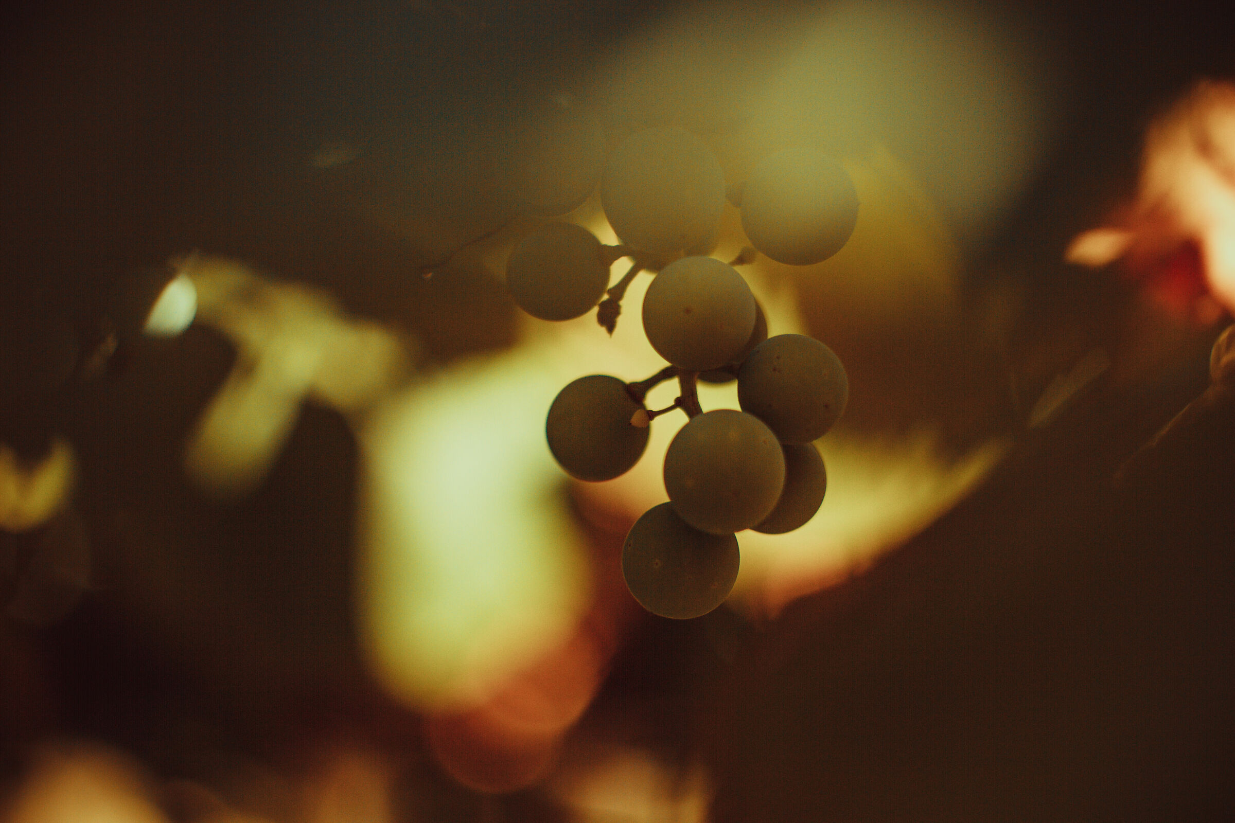 Grapes