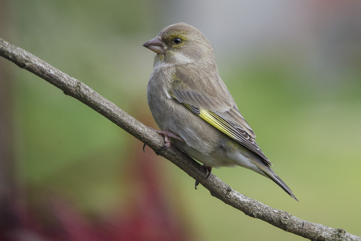 greenfinch