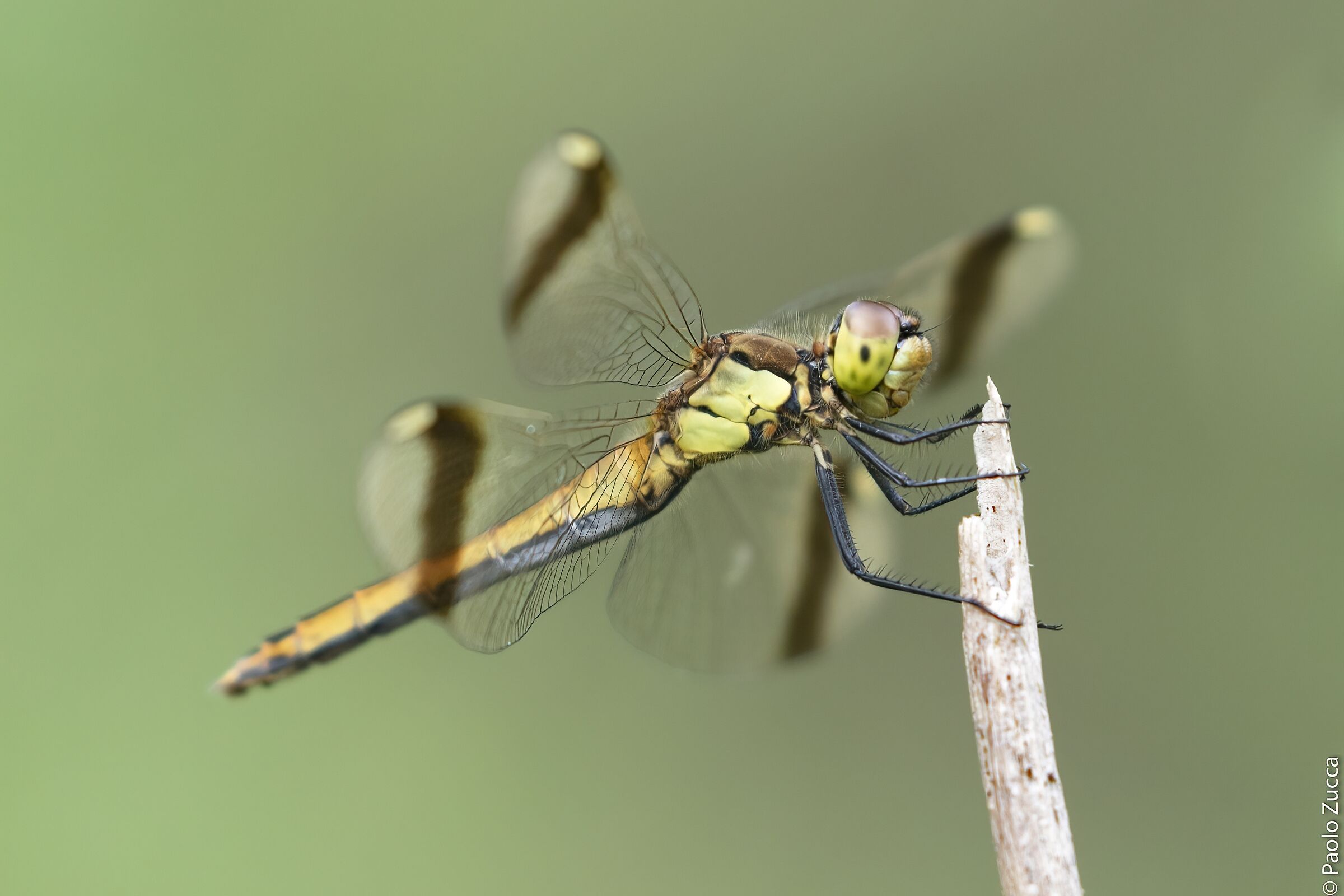 Sympetrum pedemontanum