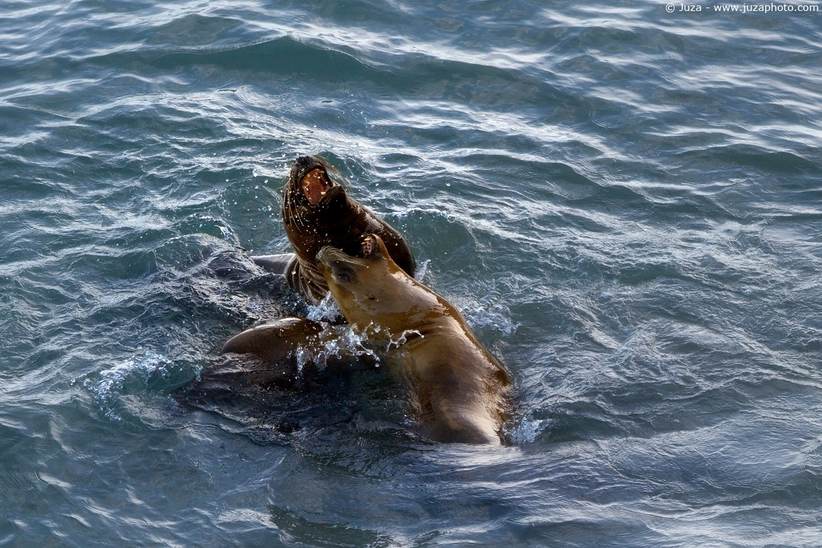 Otaria flavescens (Sea Lion), 011850