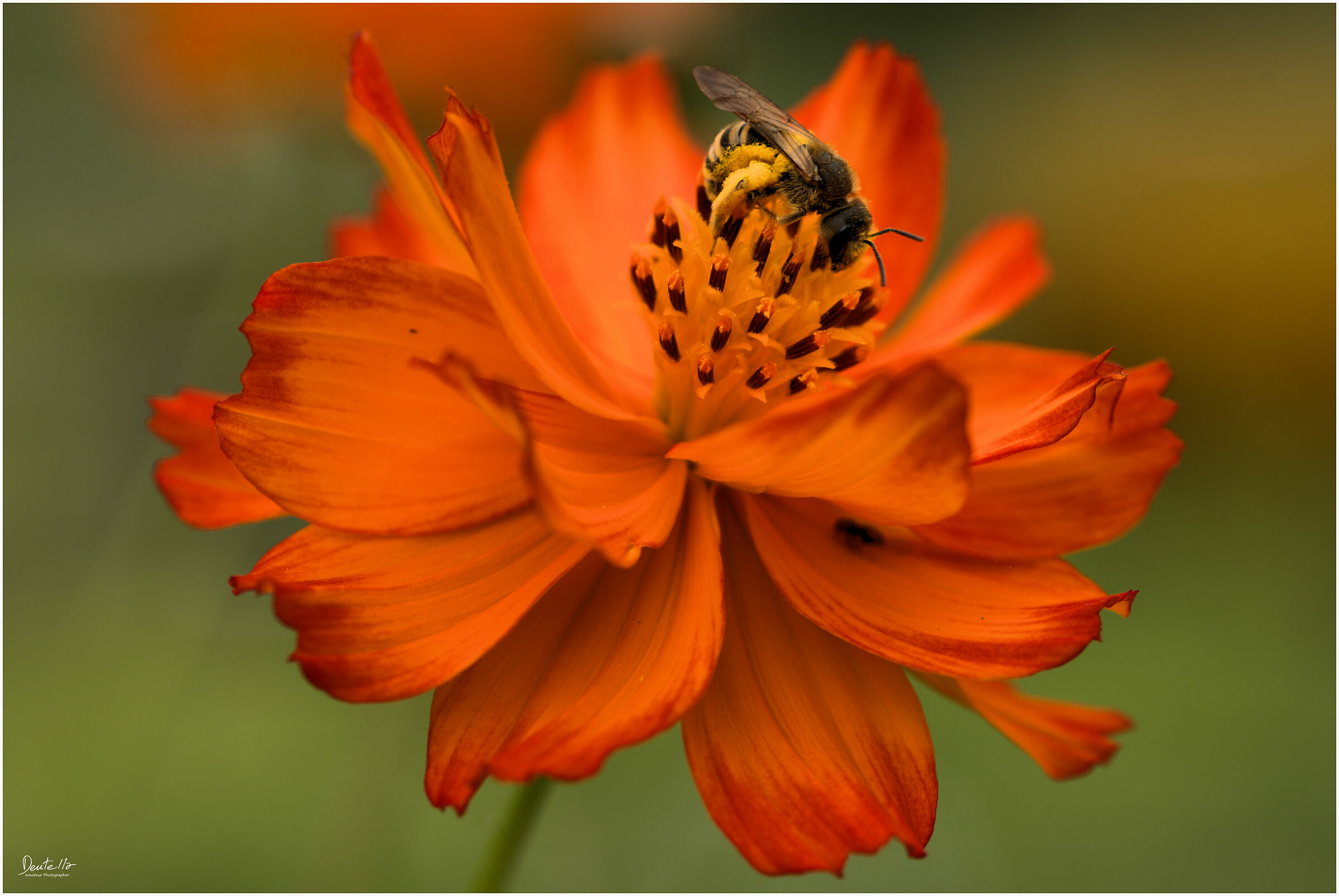 Cosmos Sulphureus
