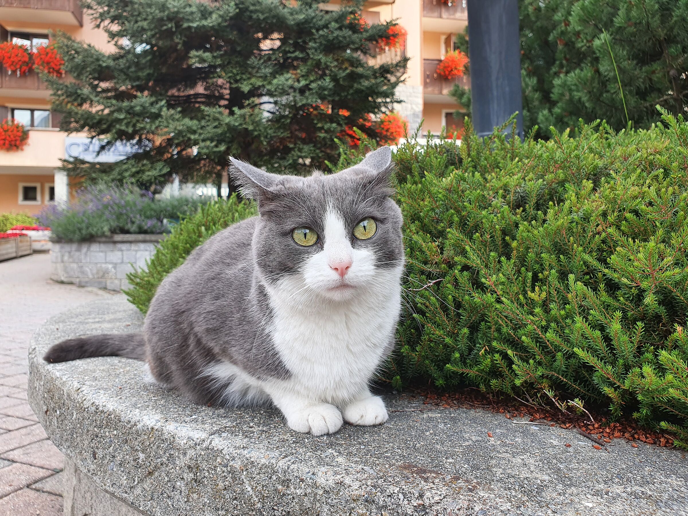 gatto dell'hotel in Valtellina