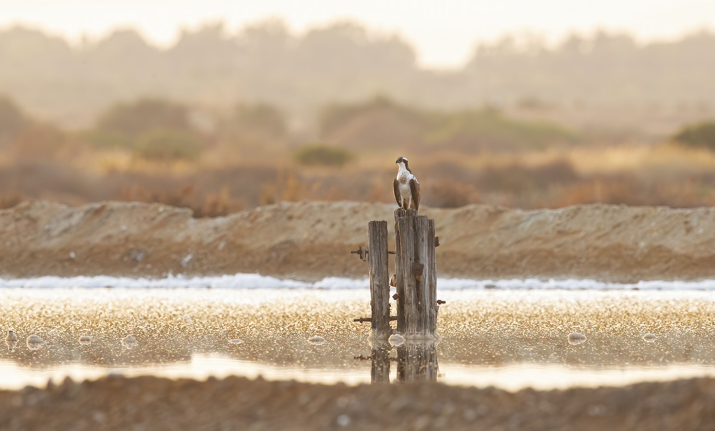 saline al tramonto.....con un bel falco