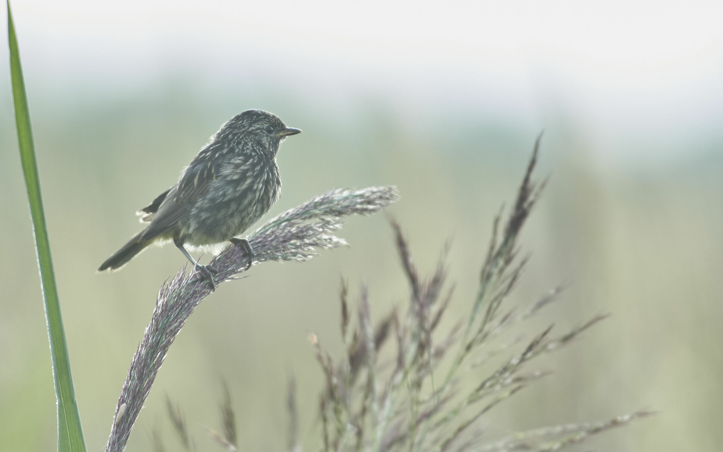 Giovane Bluethroat. Mattina nebbiosa presto.