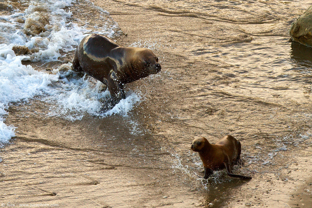 Otaria flavescens (Sea Lion), 011857
