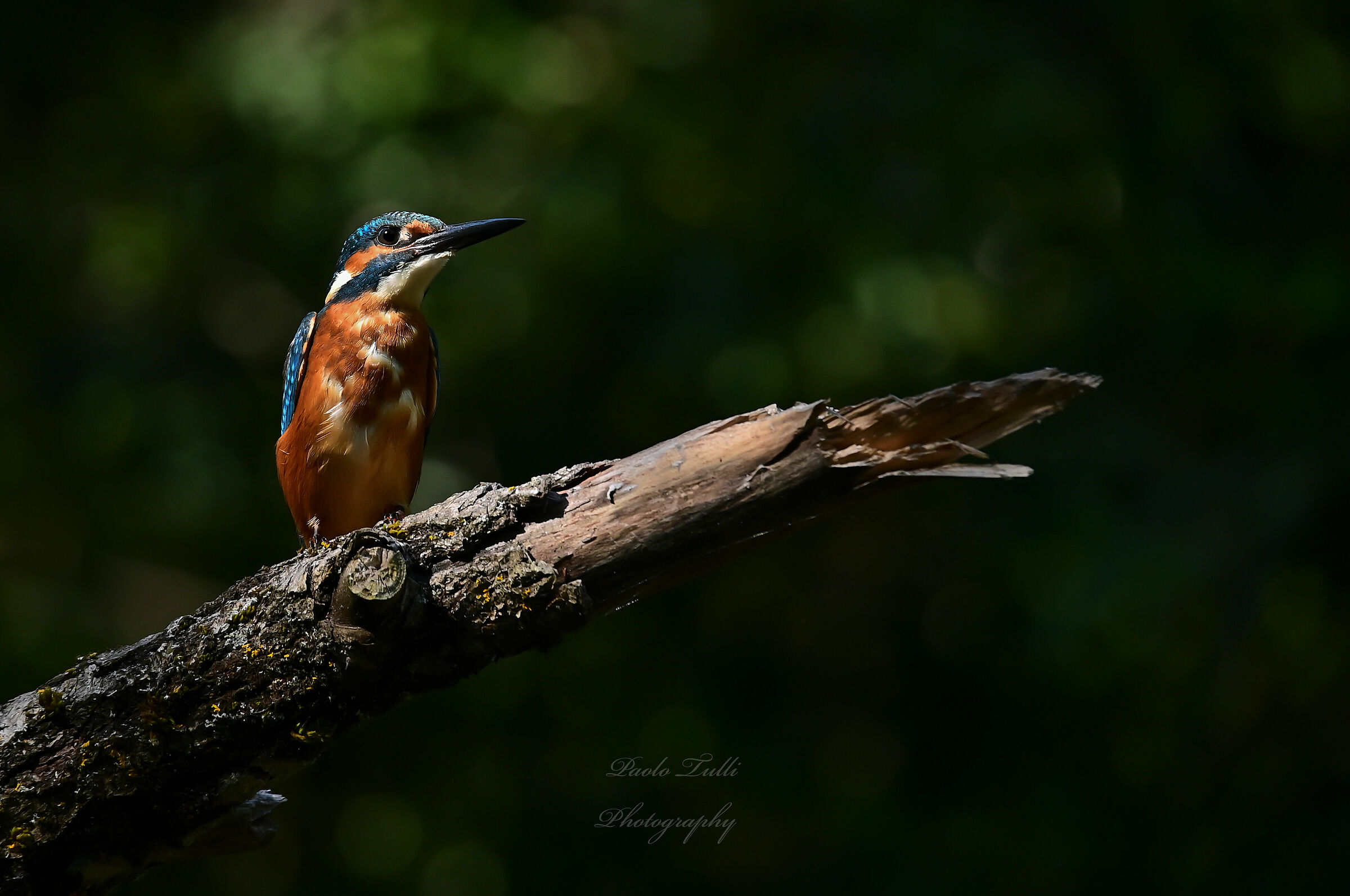Il Re del ruscello...