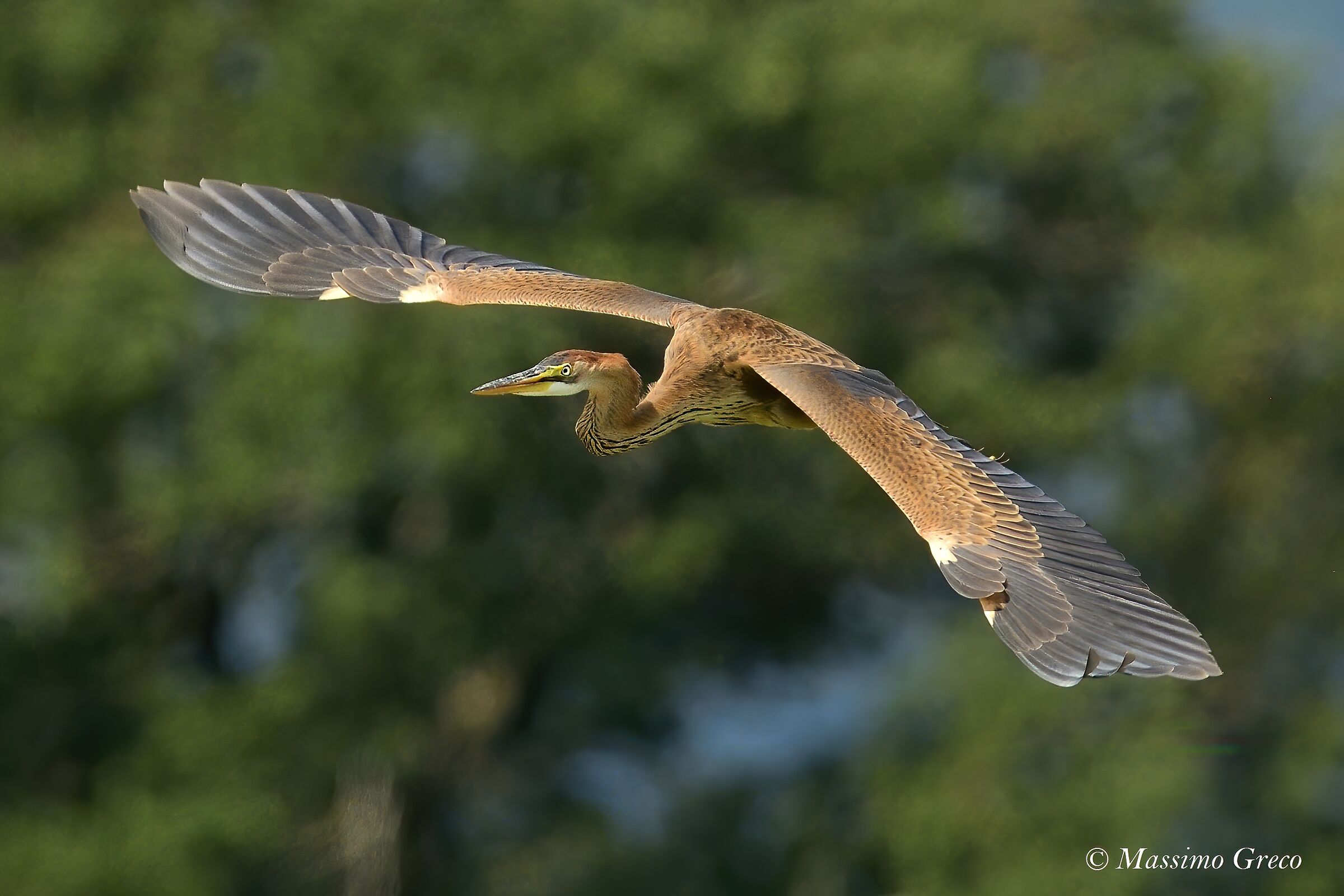 Red heron (Ardea purpurea)
