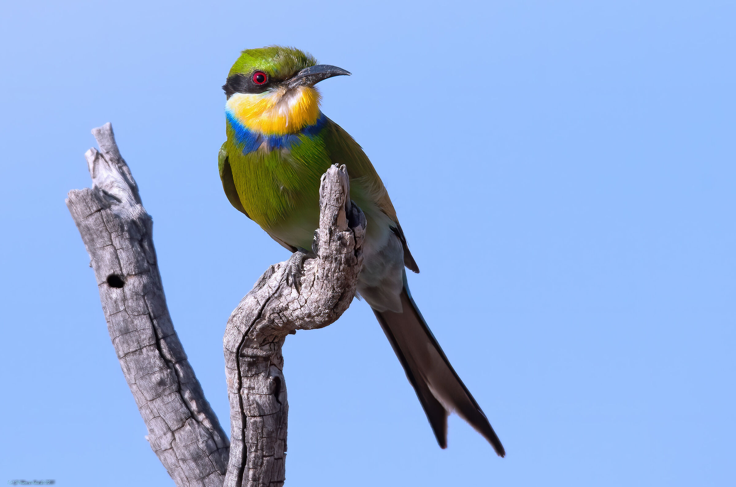Swallowtail (Merops hirundineus)