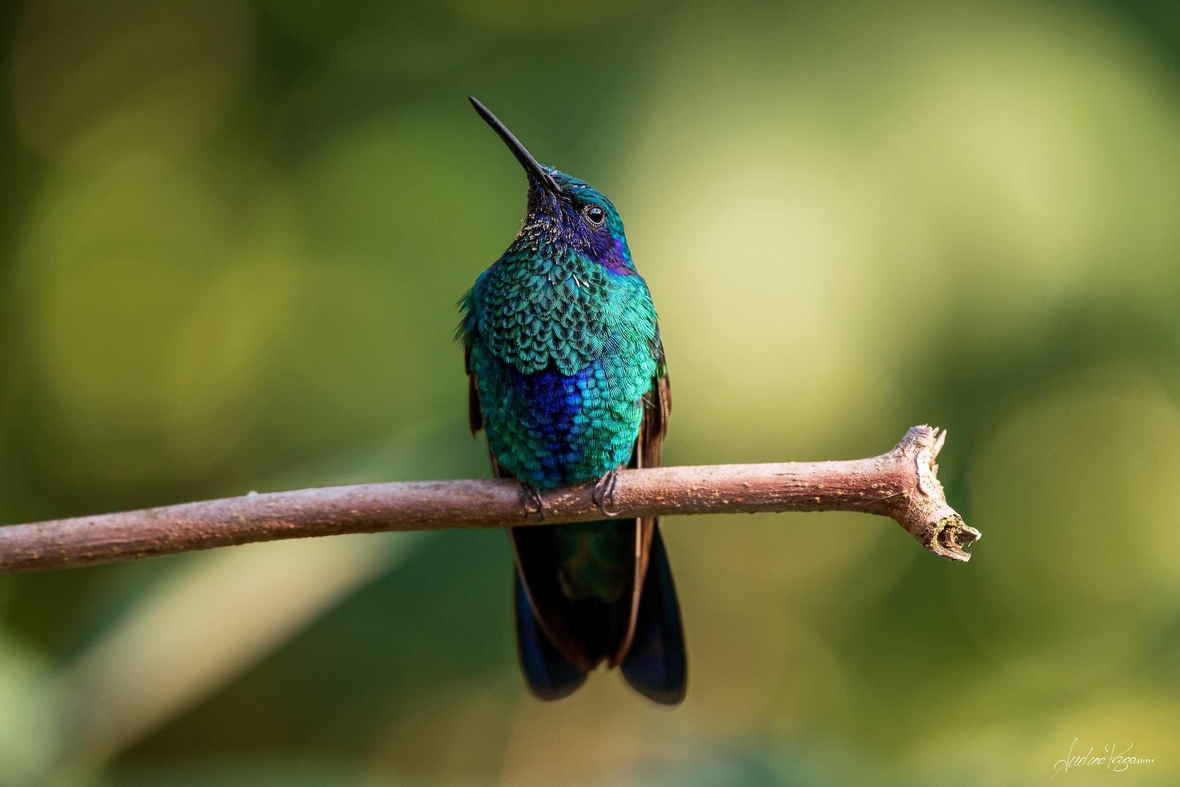 Colibrì - Oasi di Sant'Alessio