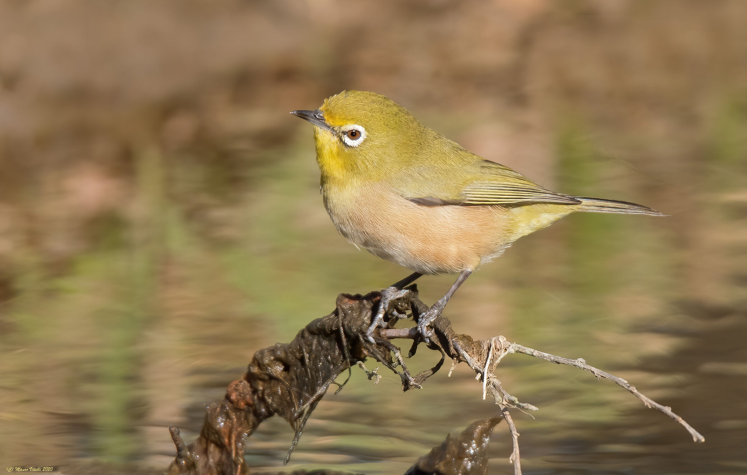 Orange river white eye (Zosterops pallidus)