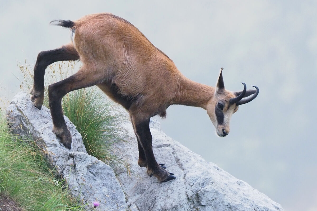 Cercando un centro di gravità!!