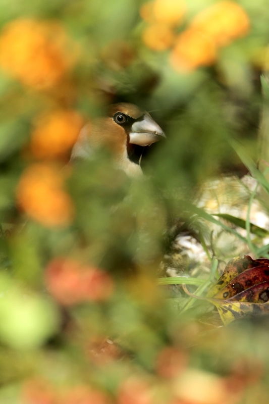 Frosone  (1d mk3-500mm-1,4x)