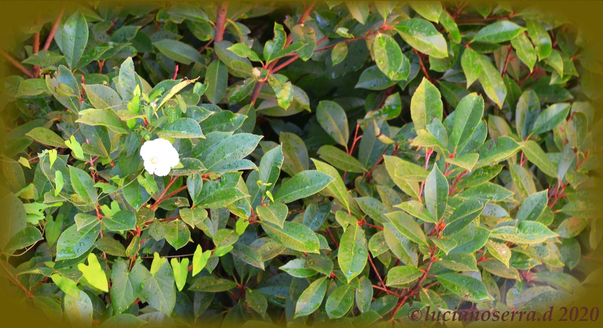 Spero sbocci qualche altro fiore: mi sento tanto sola