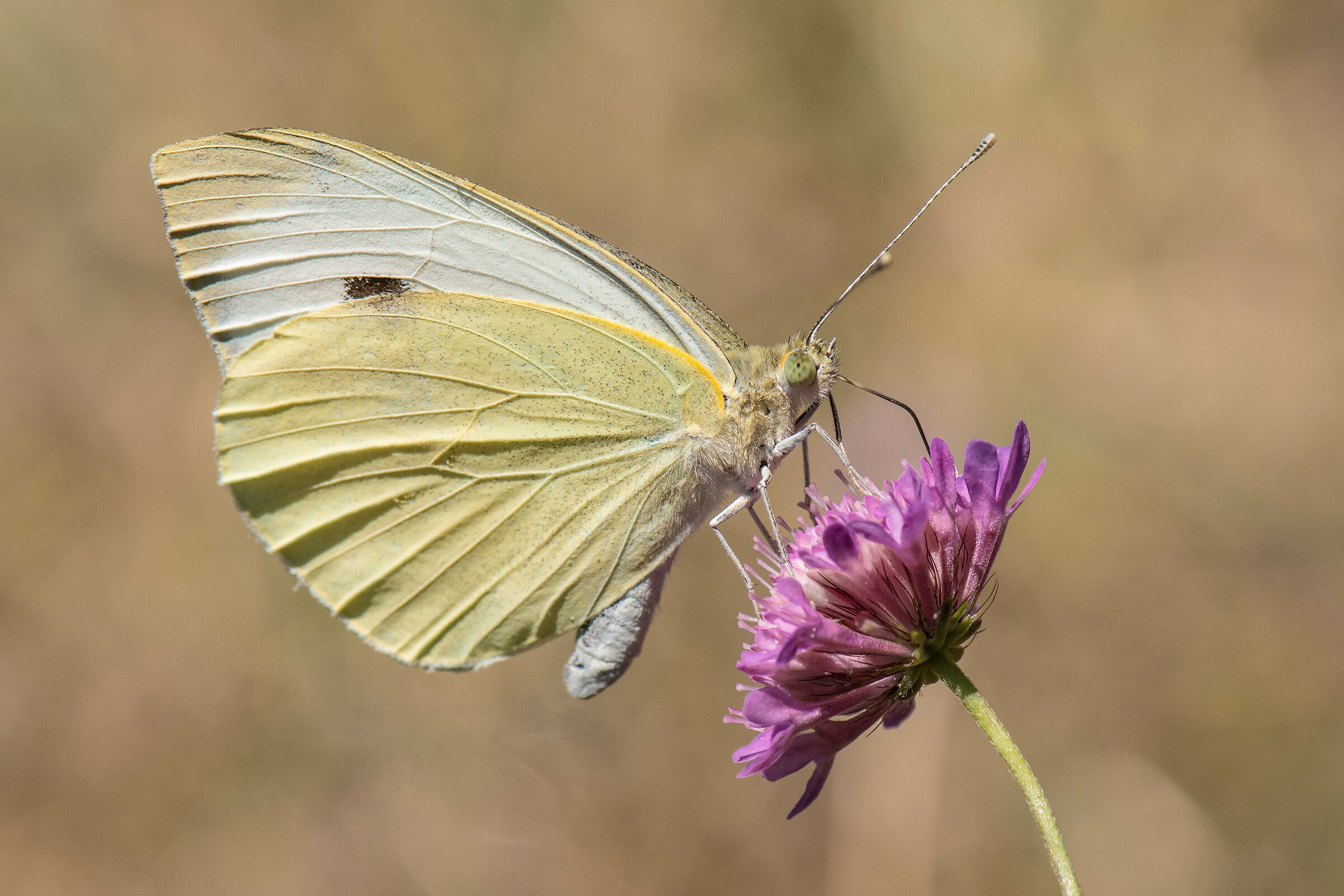 Una gentil farfalletta