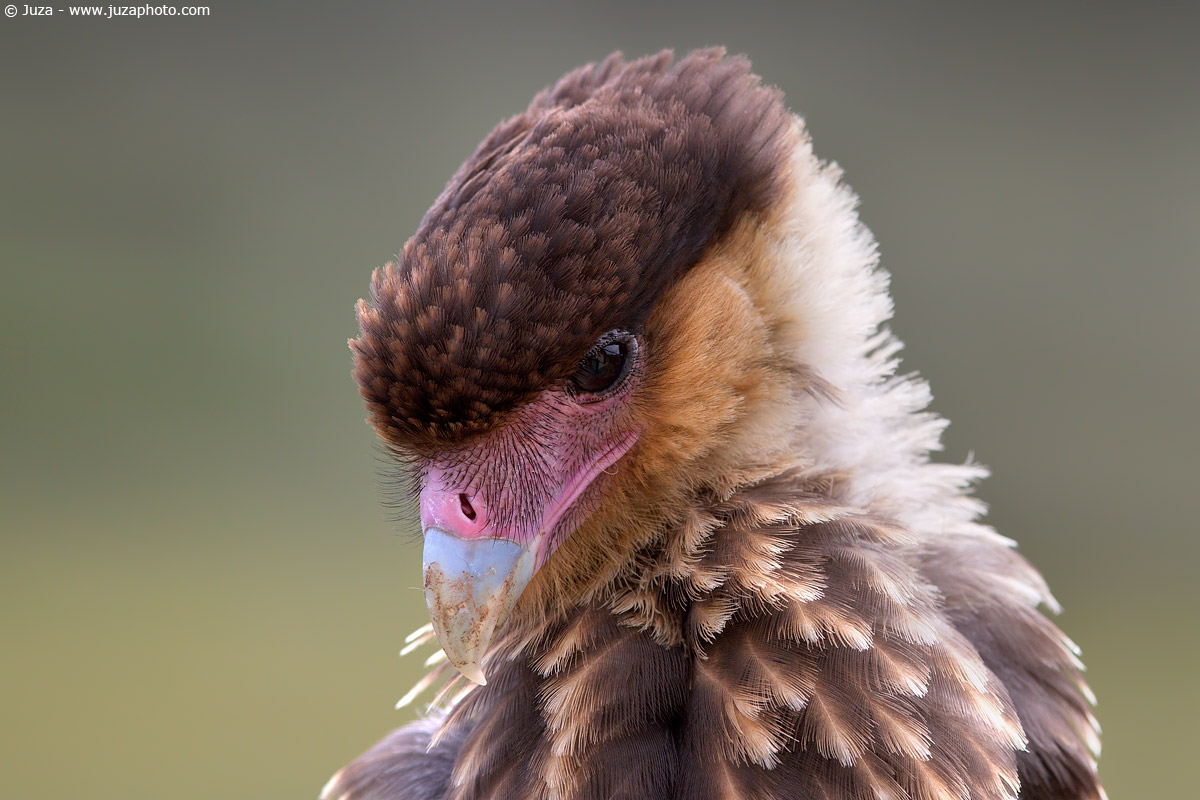 Cheriway Caracara (Caracara Crested), 011991
