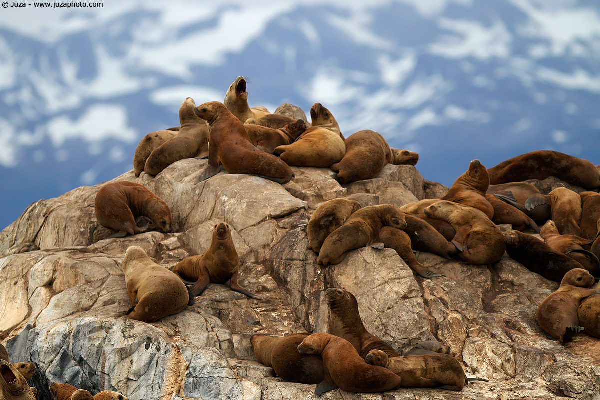 Otaria flavescens (Sea Lion), 012024