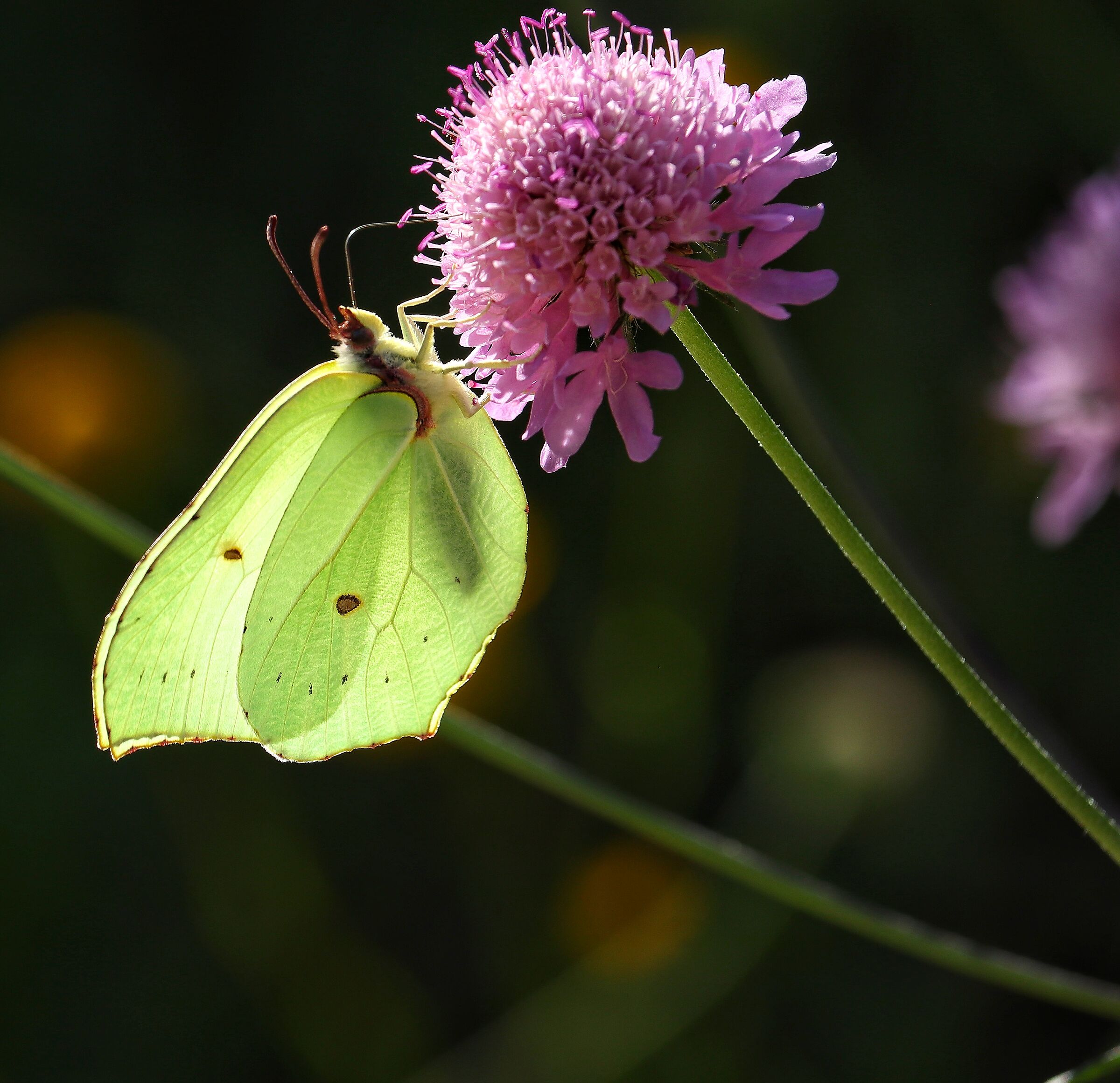 Cedar (Gonepteryx rhamni)
