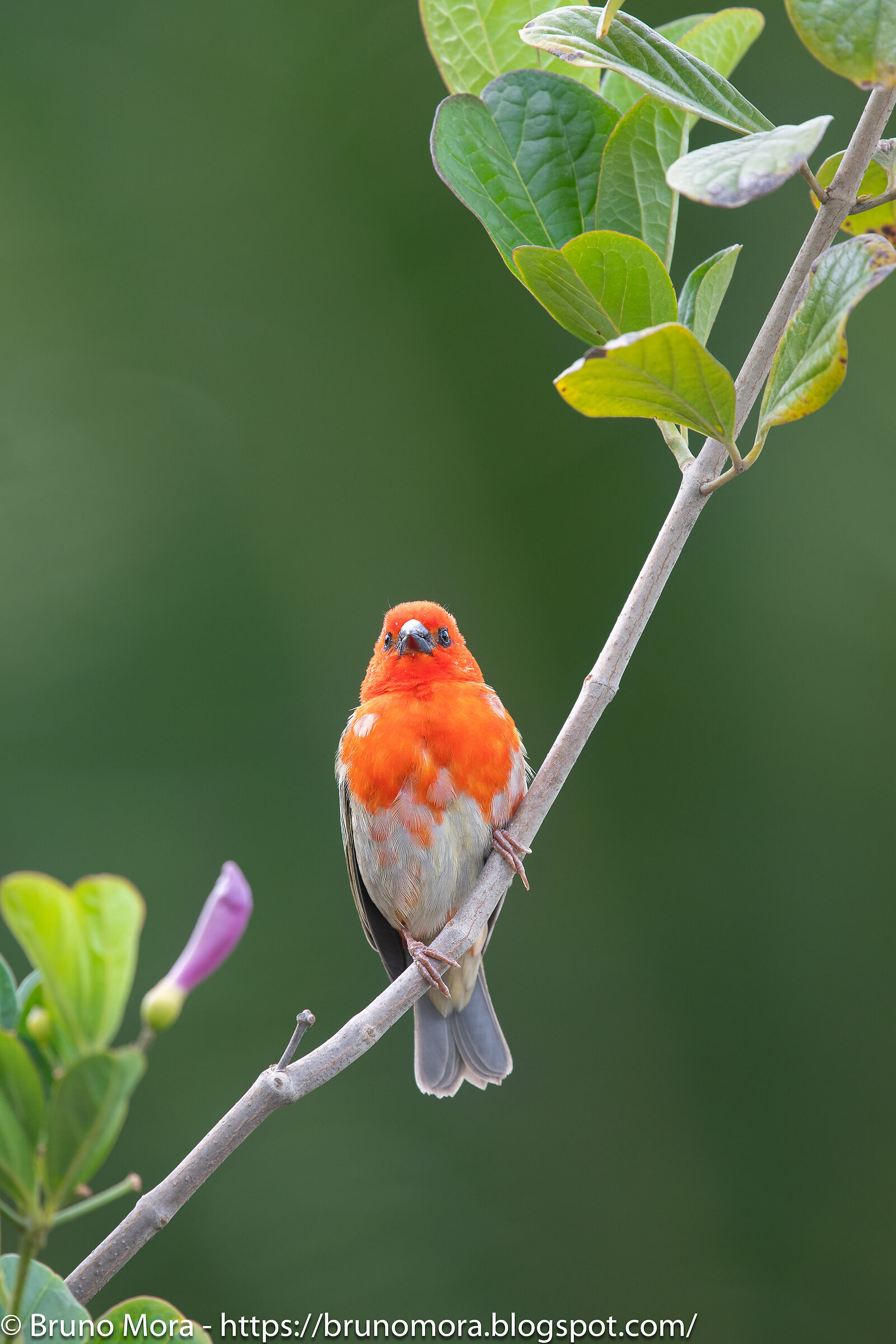Tessitore fiammante (Foudia madagascariensis)