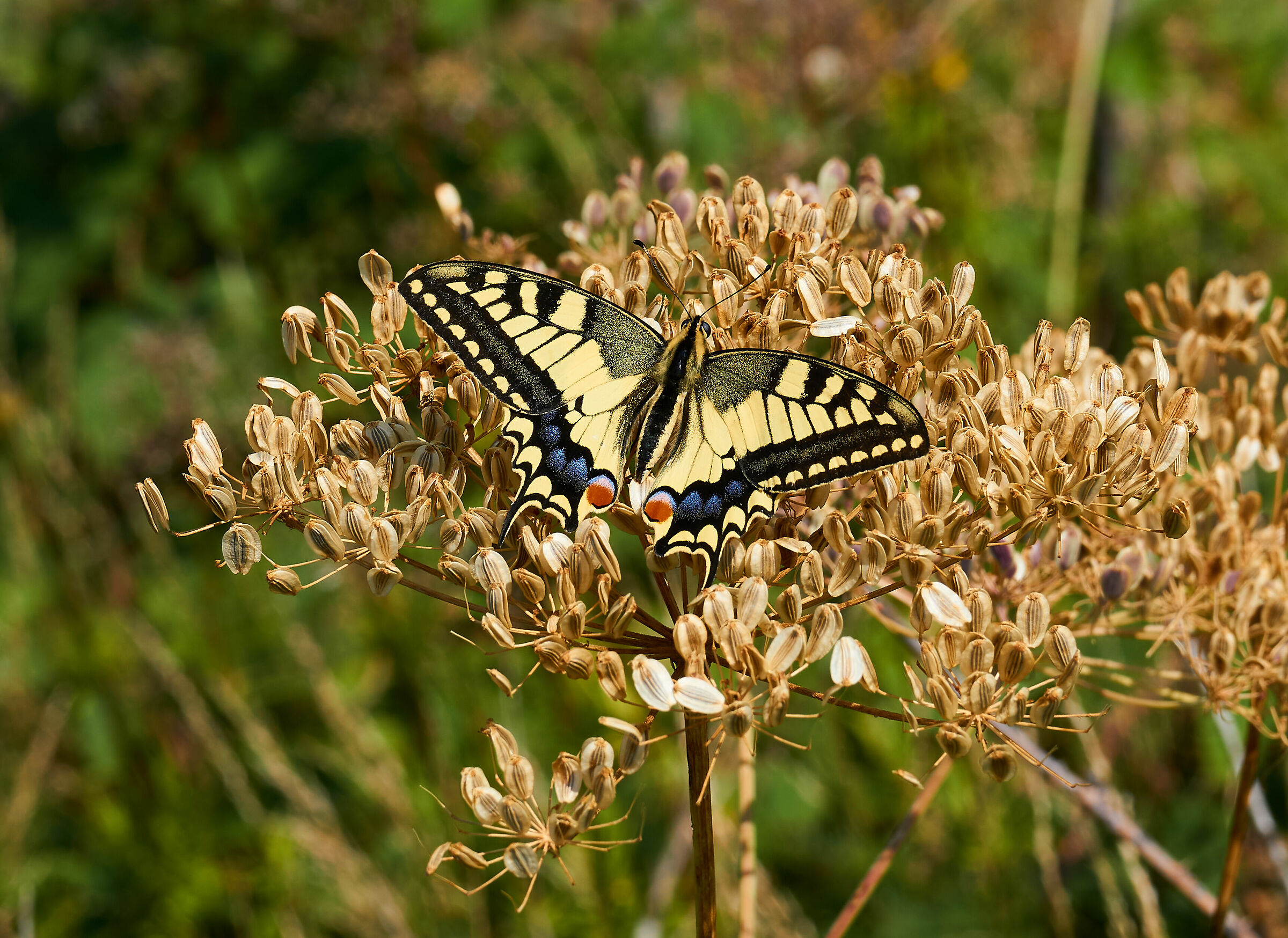 Papilio machaon