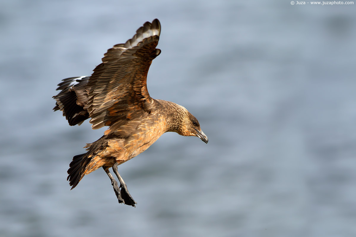 Stercorarius chilensis (Skua Chile), 012038