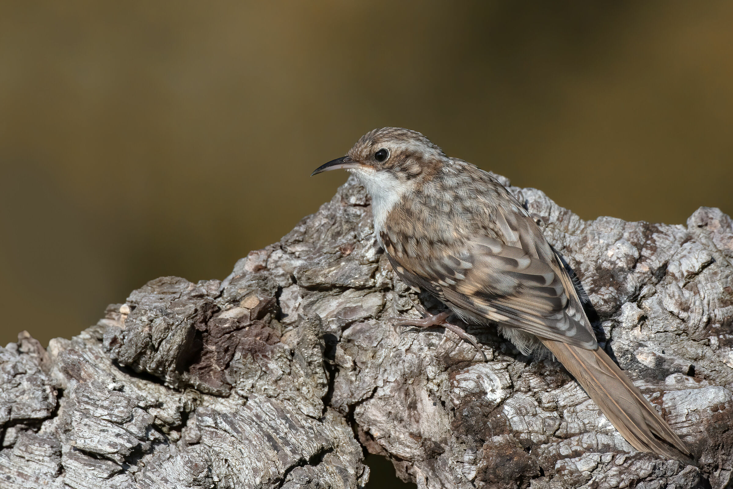 L'interessante mimetismo del Ranpichino