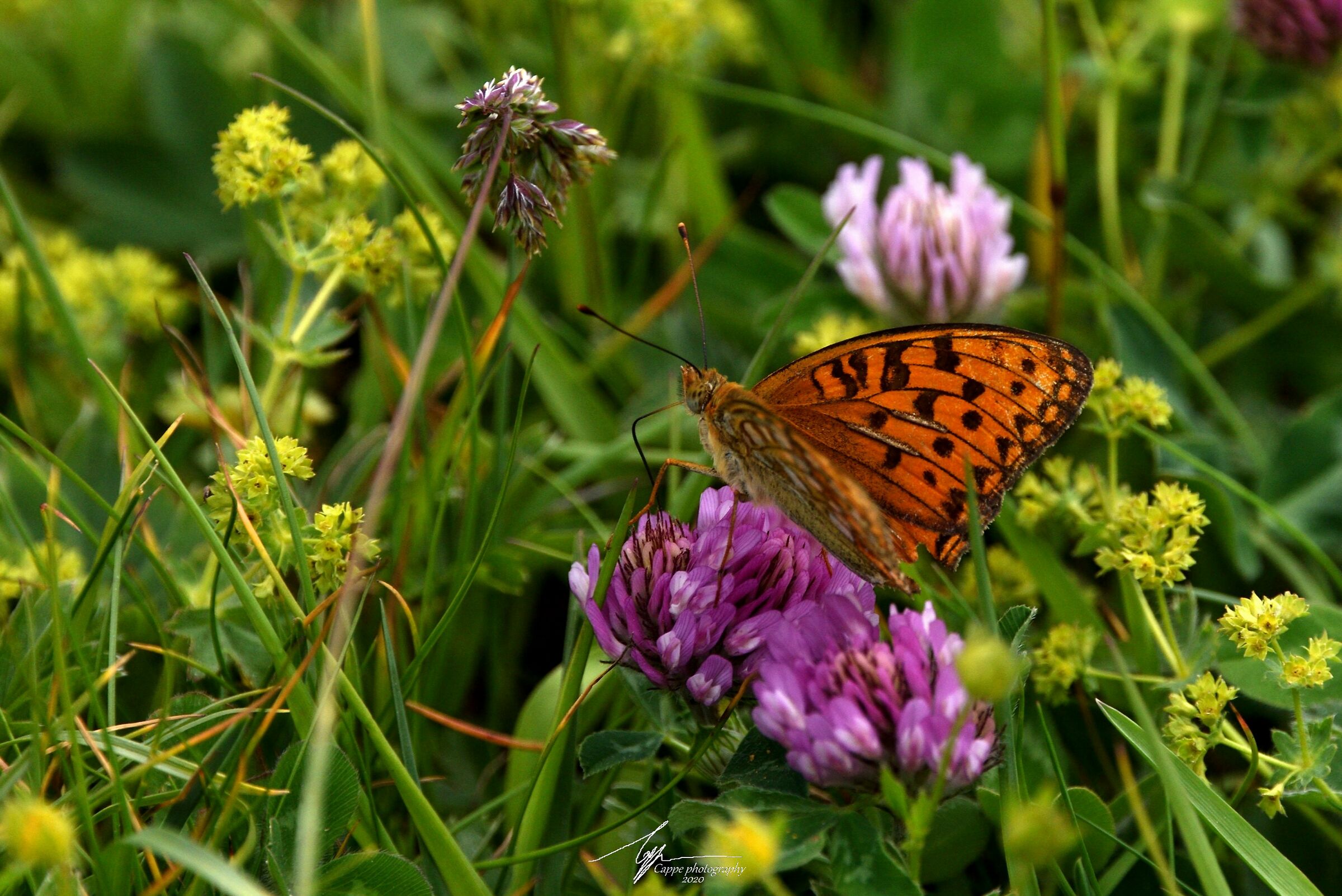The colors of nature