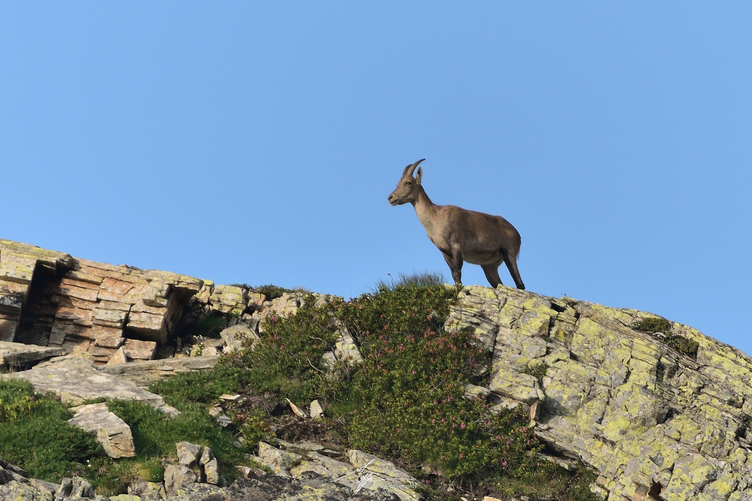 The King of the Great Paradise