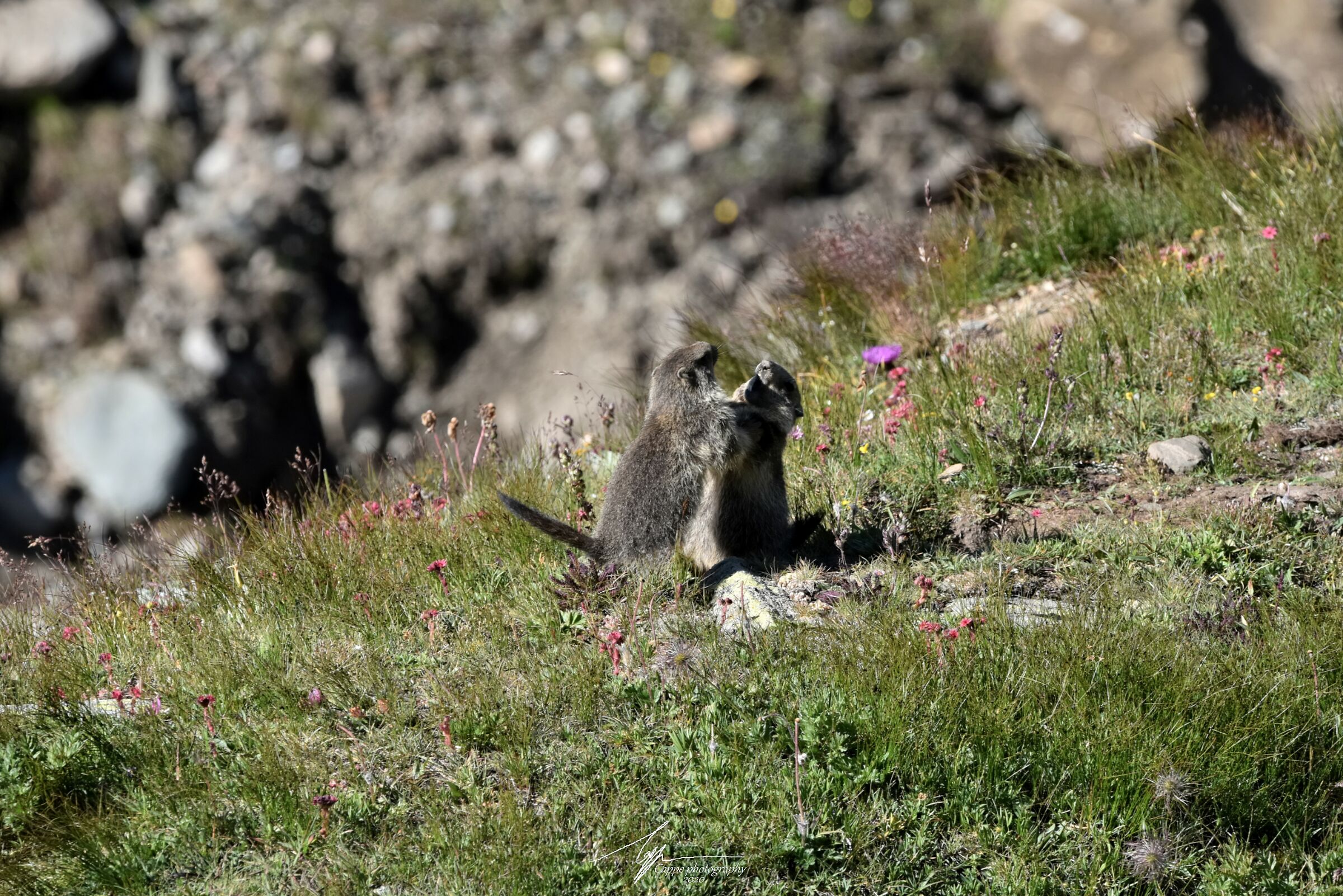 Una lotta amichevole