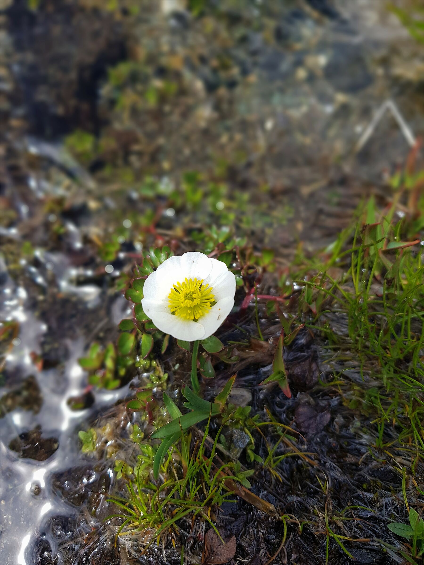 Un piccolo fiore del Pian della Mussa