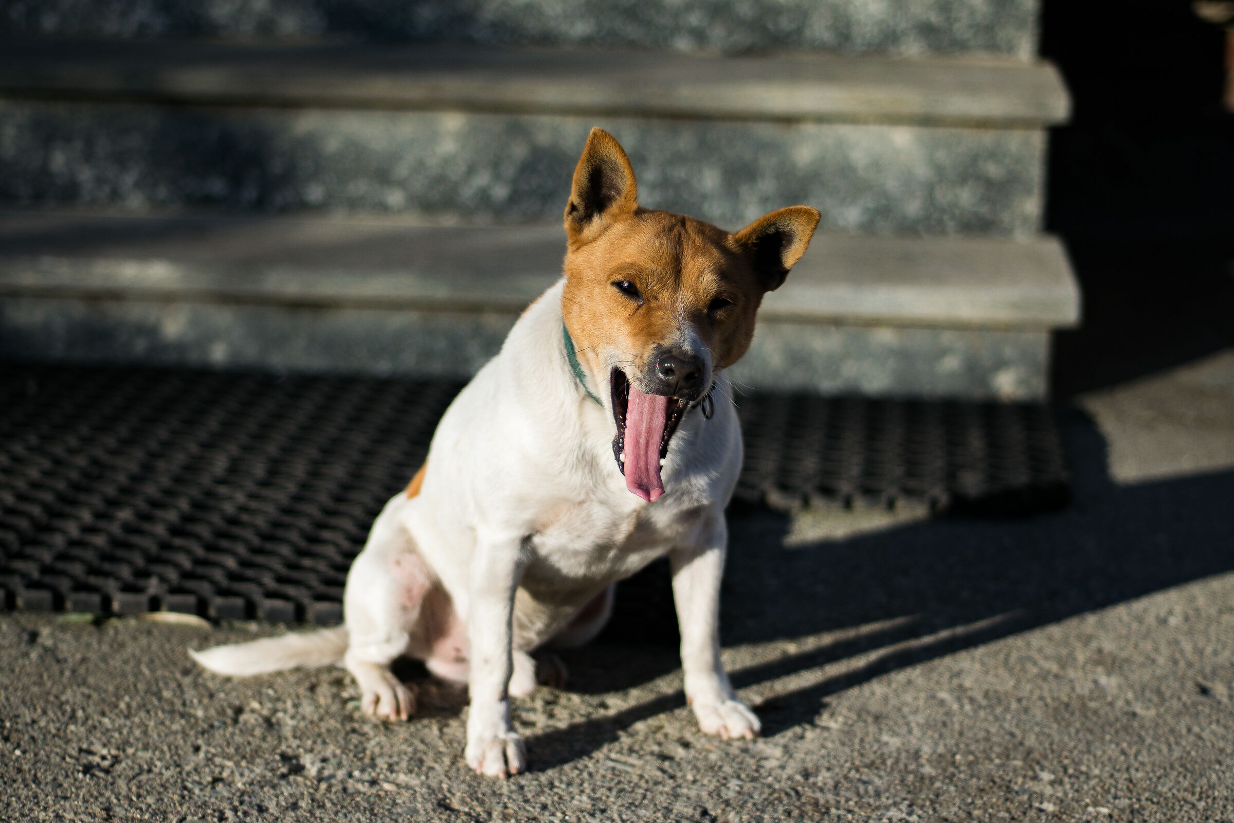 Pippo e lo sbadiglio