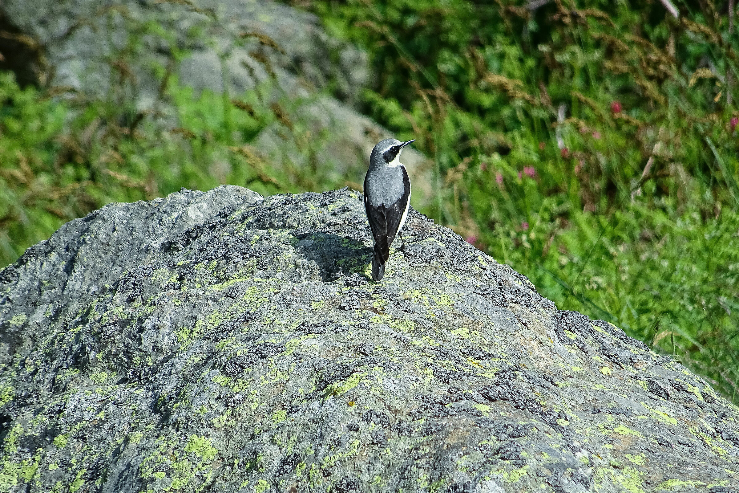 Il culbianco che mi dà le spalle