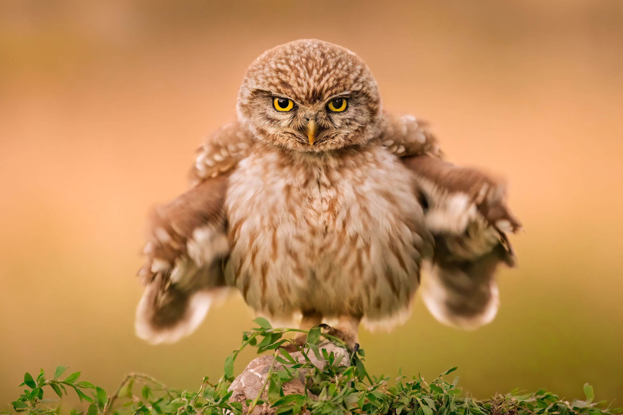 ..civetta frrrrrrr..