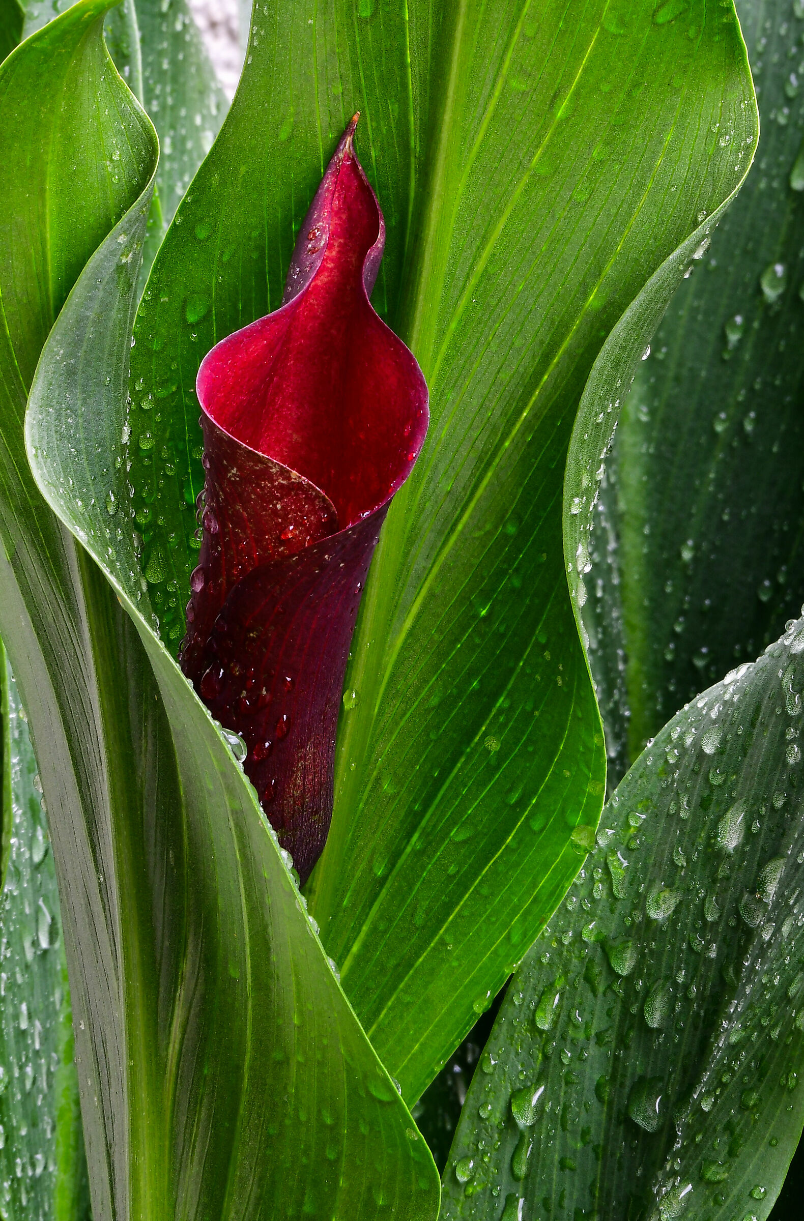 Calla