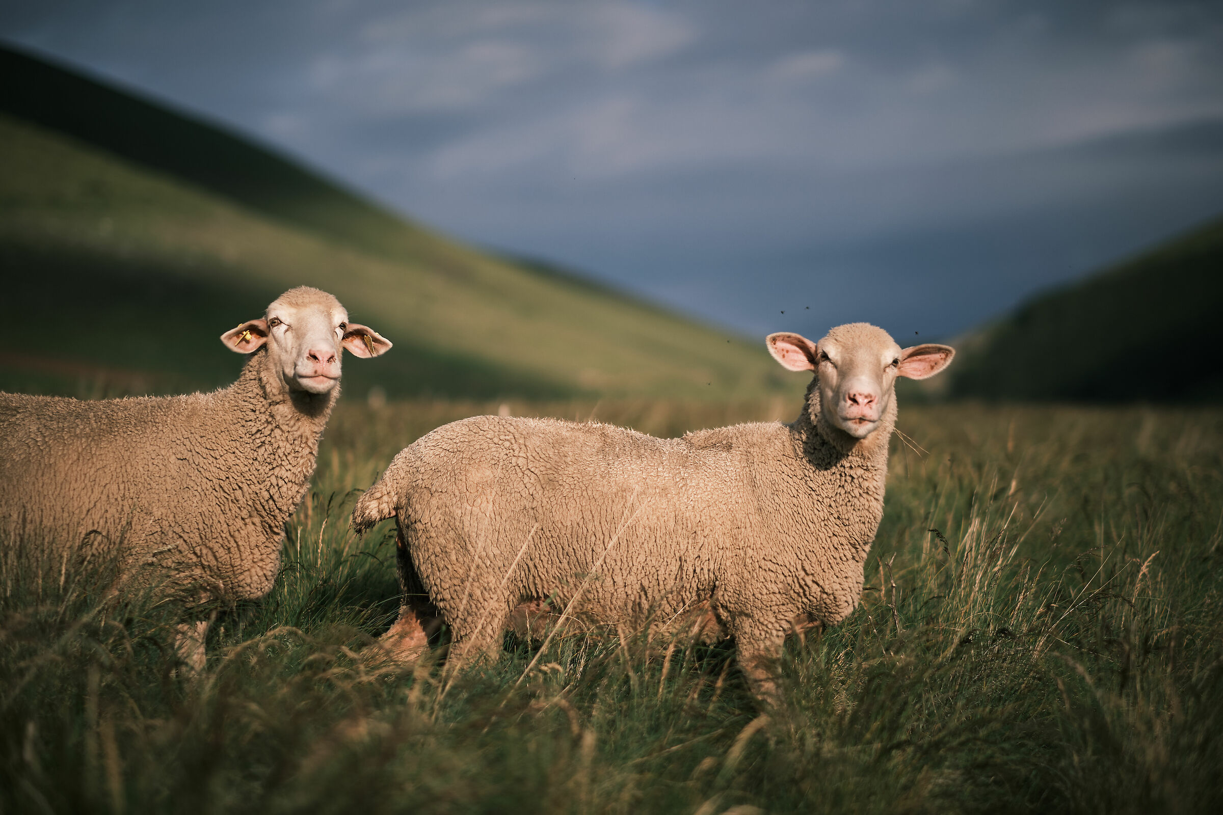 Observe so you don't feel observed