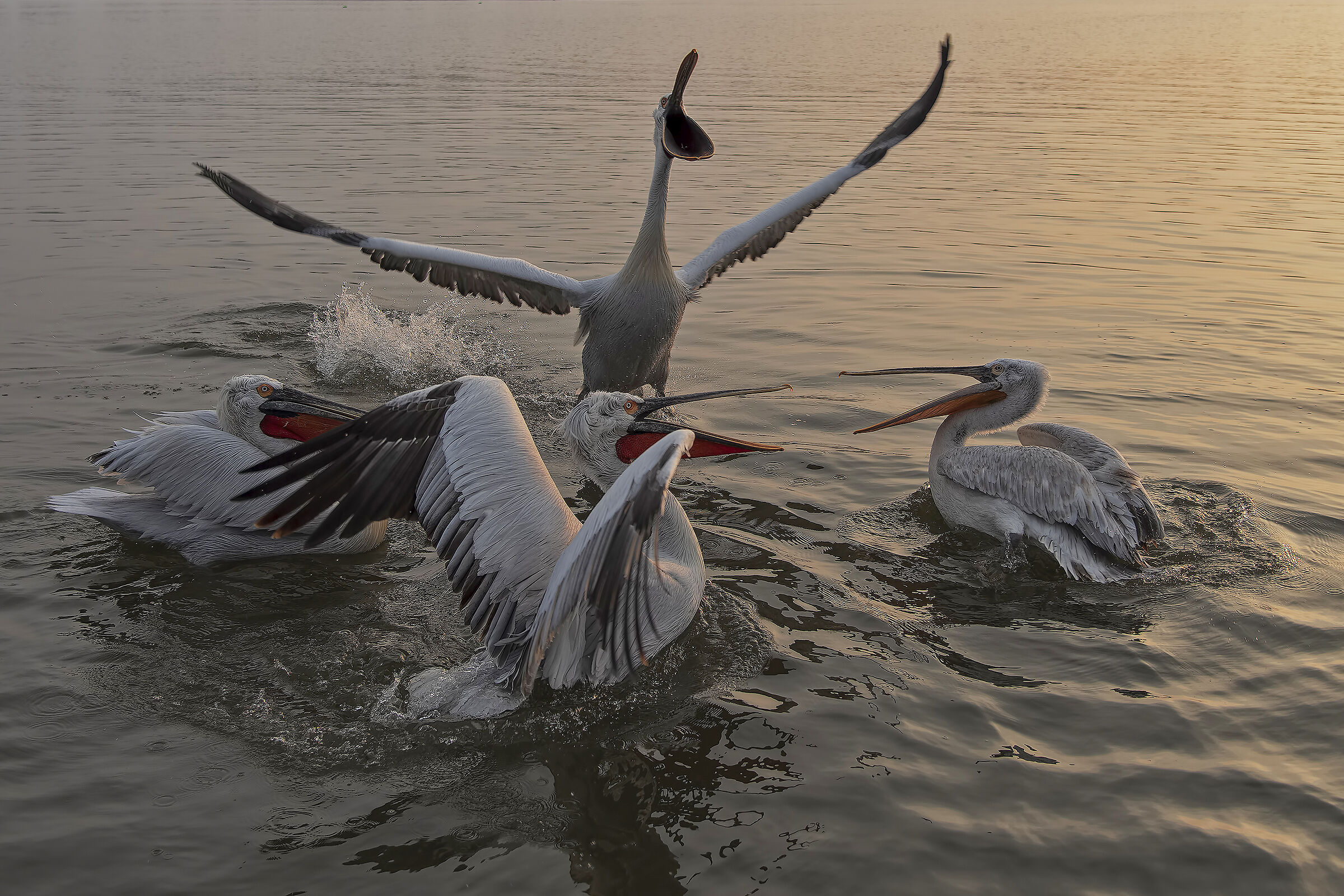 prove d'orchestra al sorgere del sole