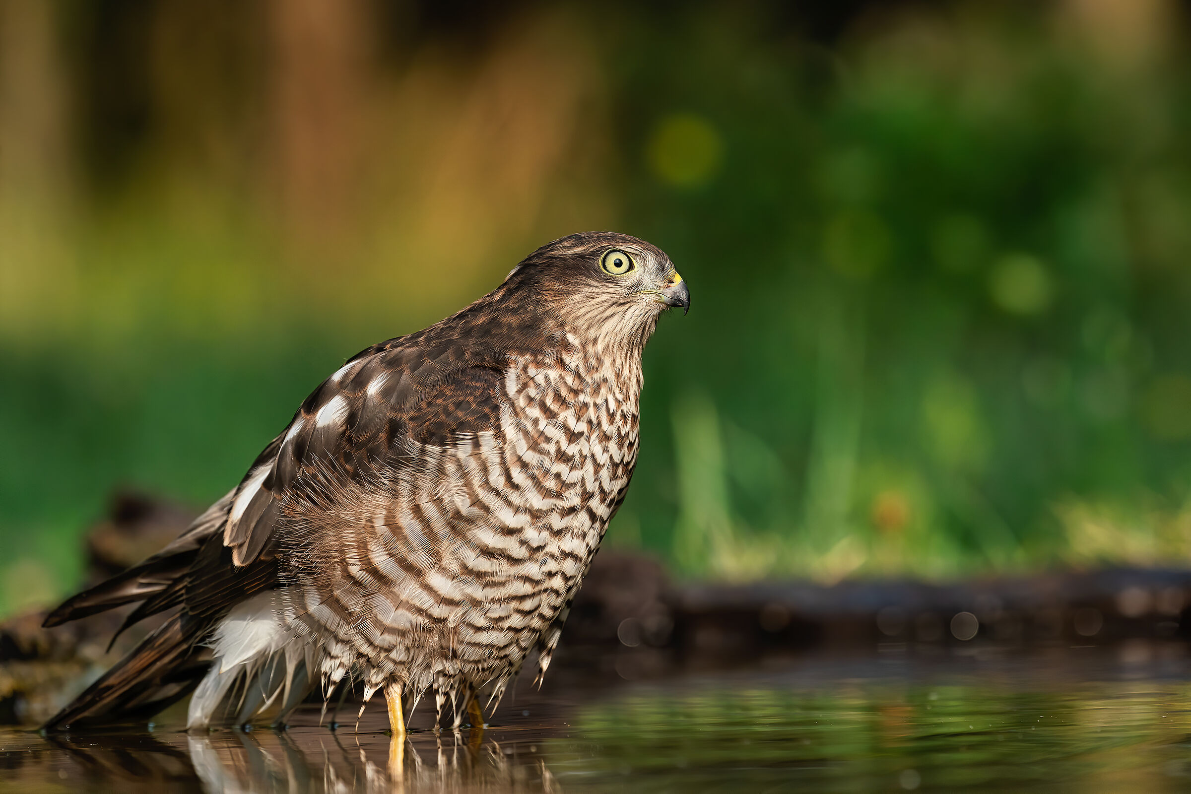 Sparviere at the first light of day...