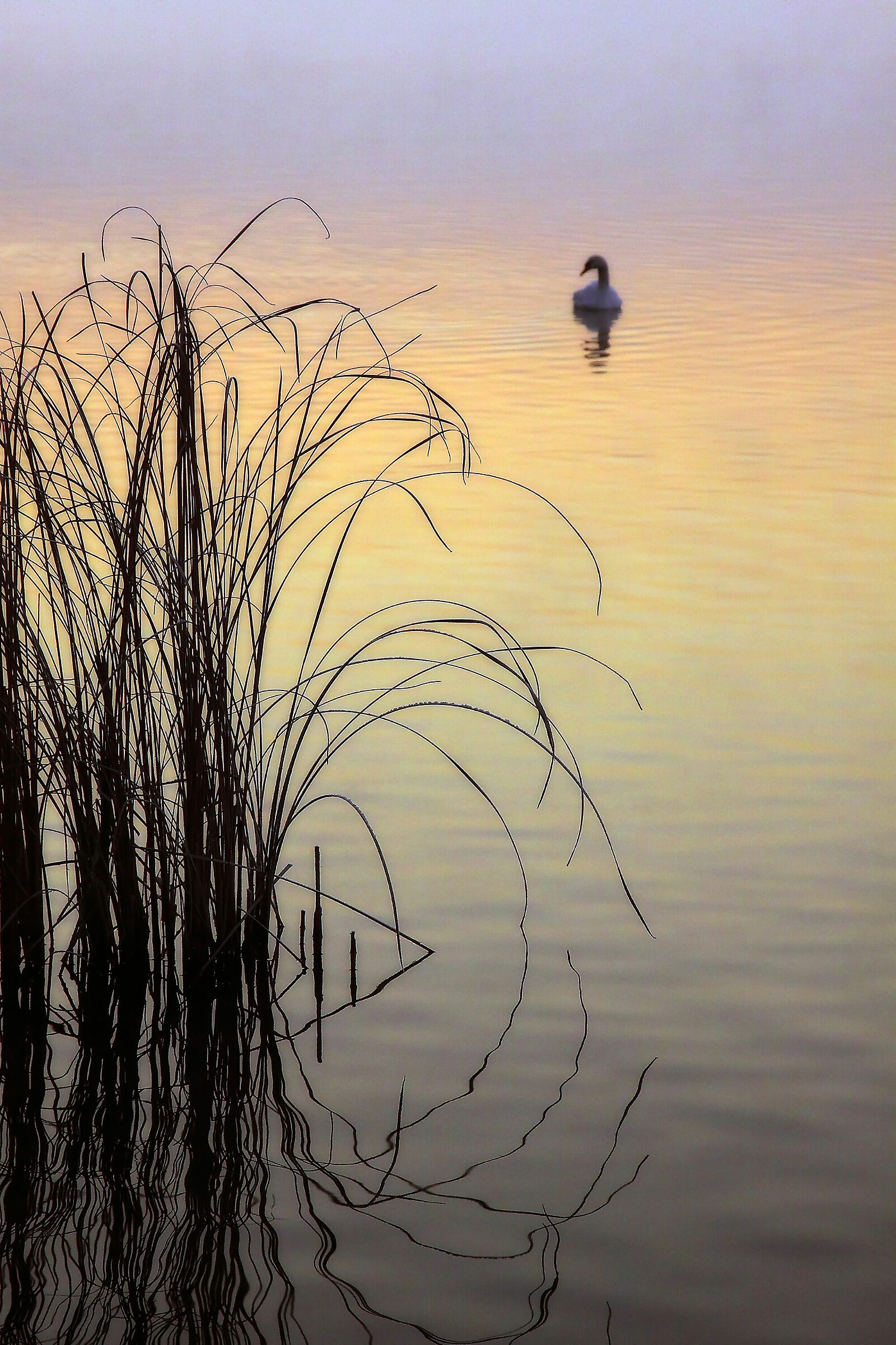 Lake Varese (VA)