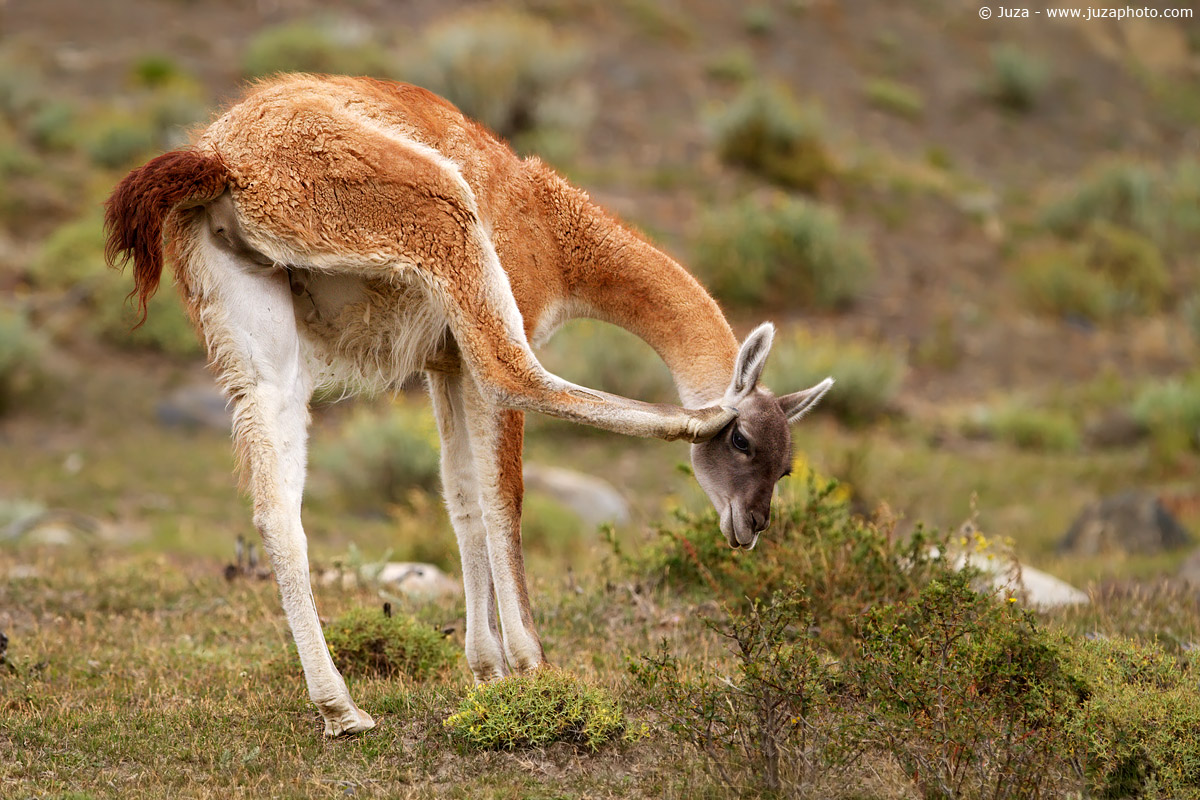 Lama guanicoe (Guanaco), 011331