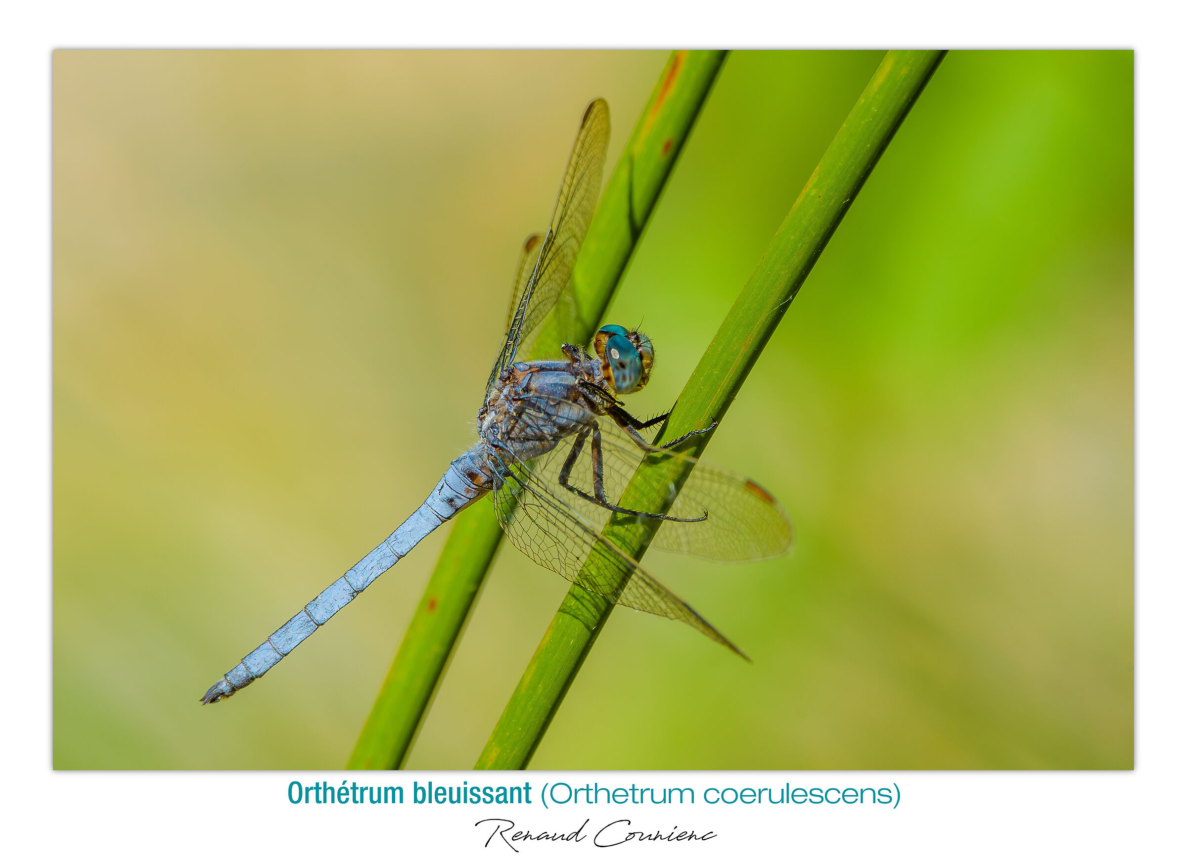 Libellula con gli occhi turchesi