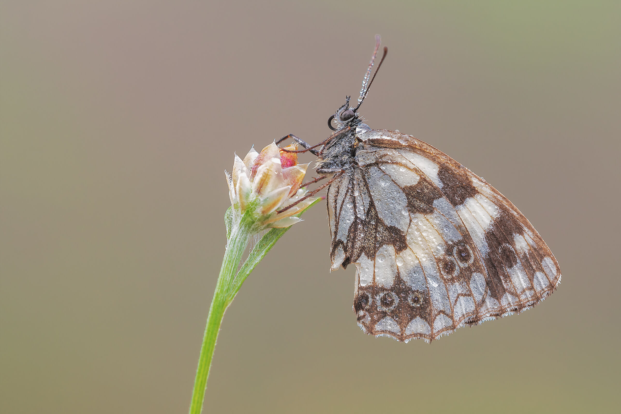 All' Alba con Rugiada