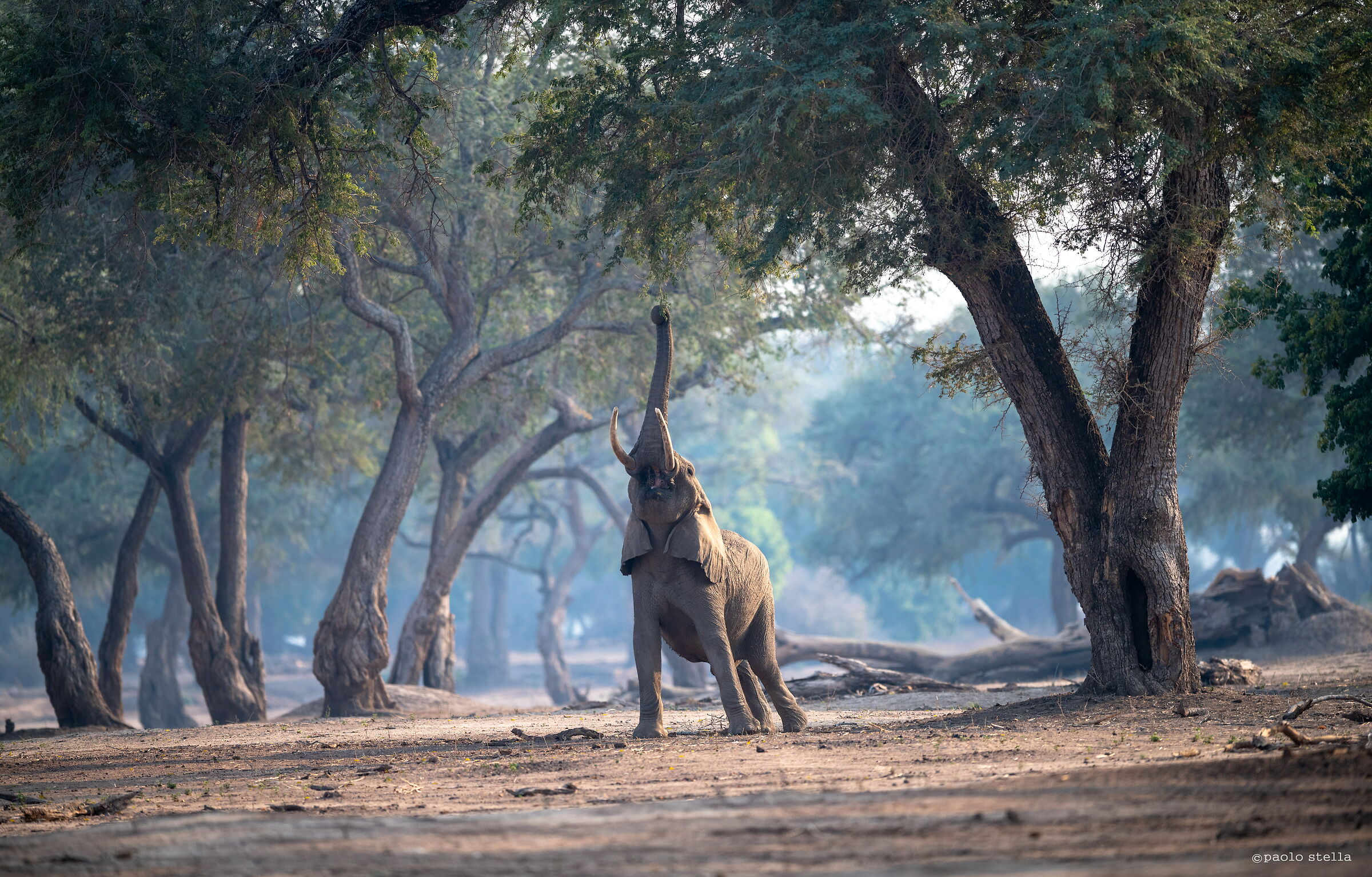 nella foresta magica
