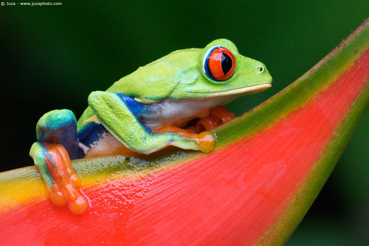 Agalychnis callidryas (Rana dagli Occhi Rossi)