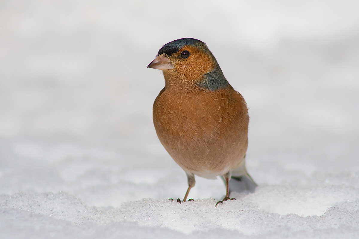 Fringuello sulla neve