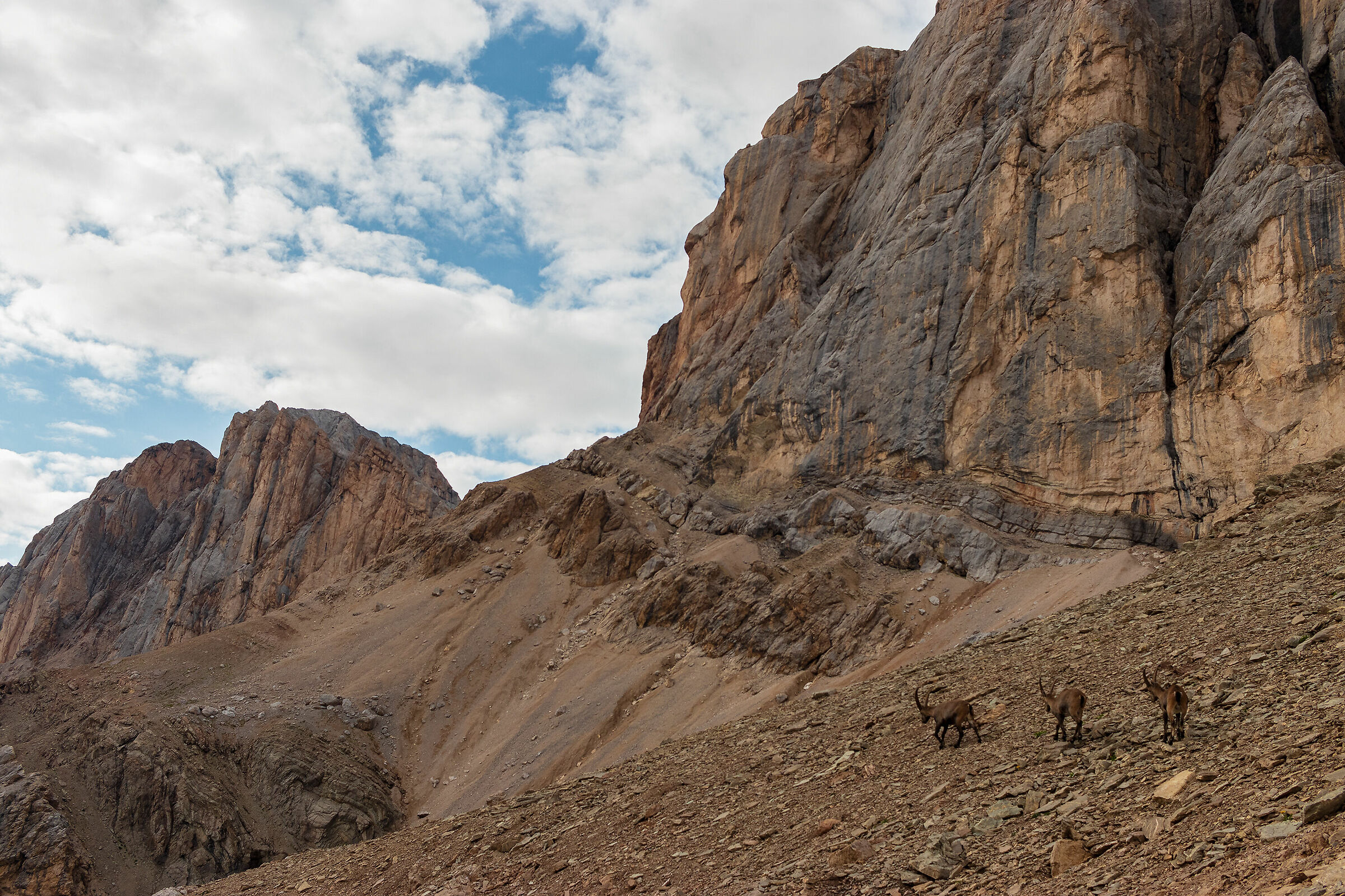 Ibex on Shadow Pass
