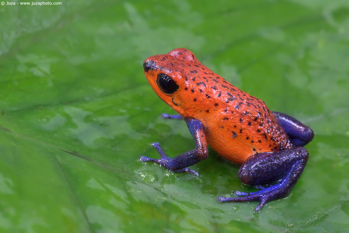 Dendrobates pumilio, 008793