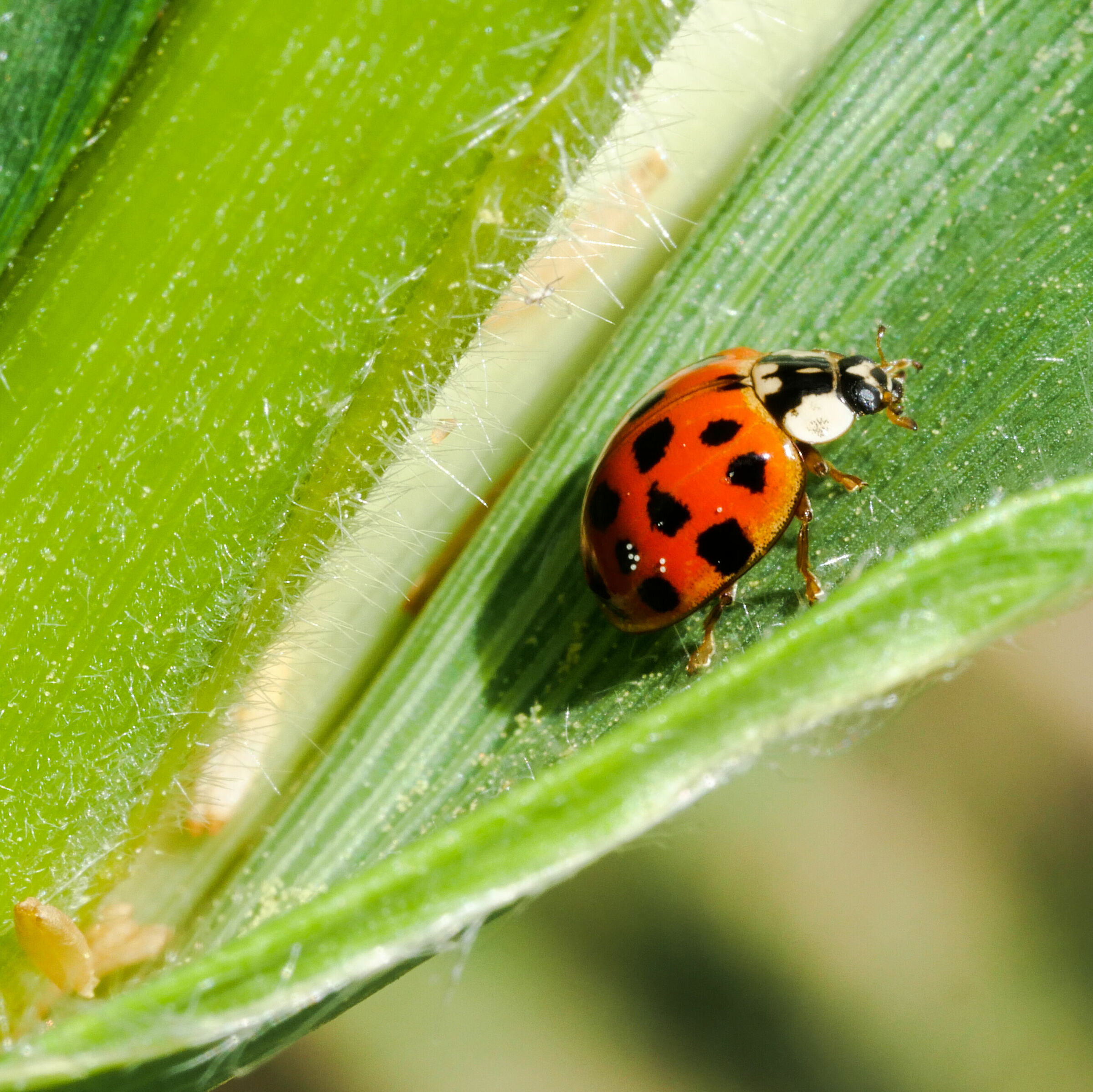 Coccinella