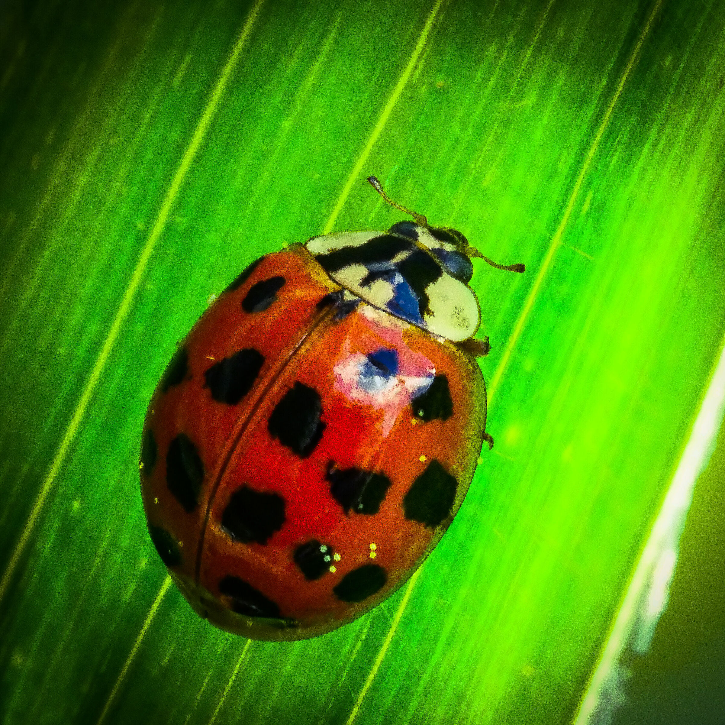 Coccinella
