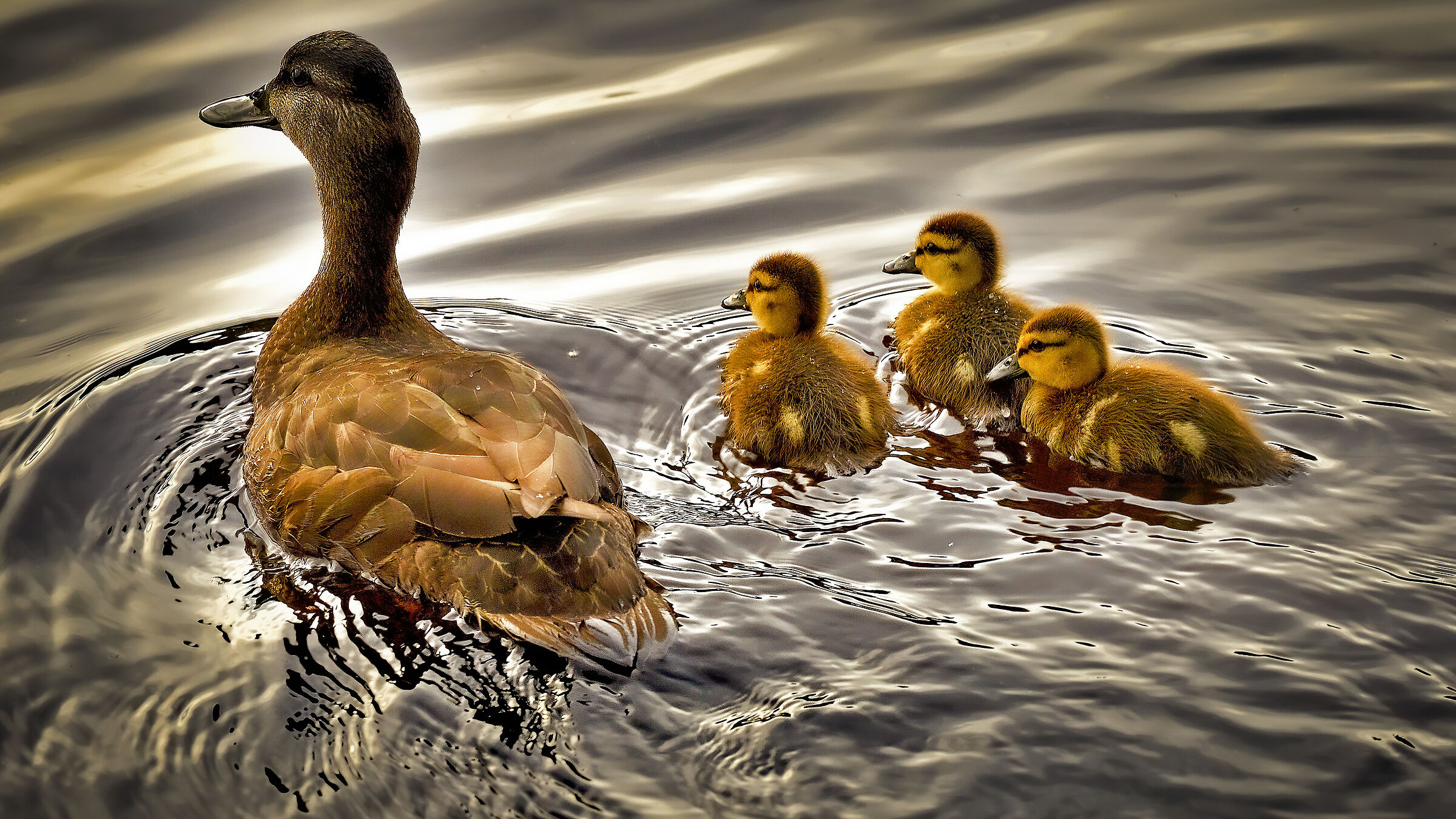 Noi siamo piccole, ma cresceremo