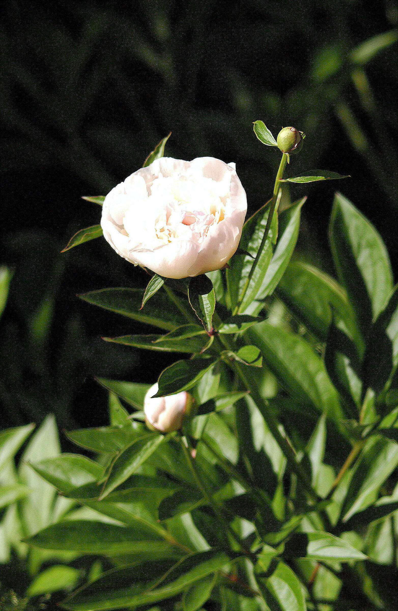Peonia