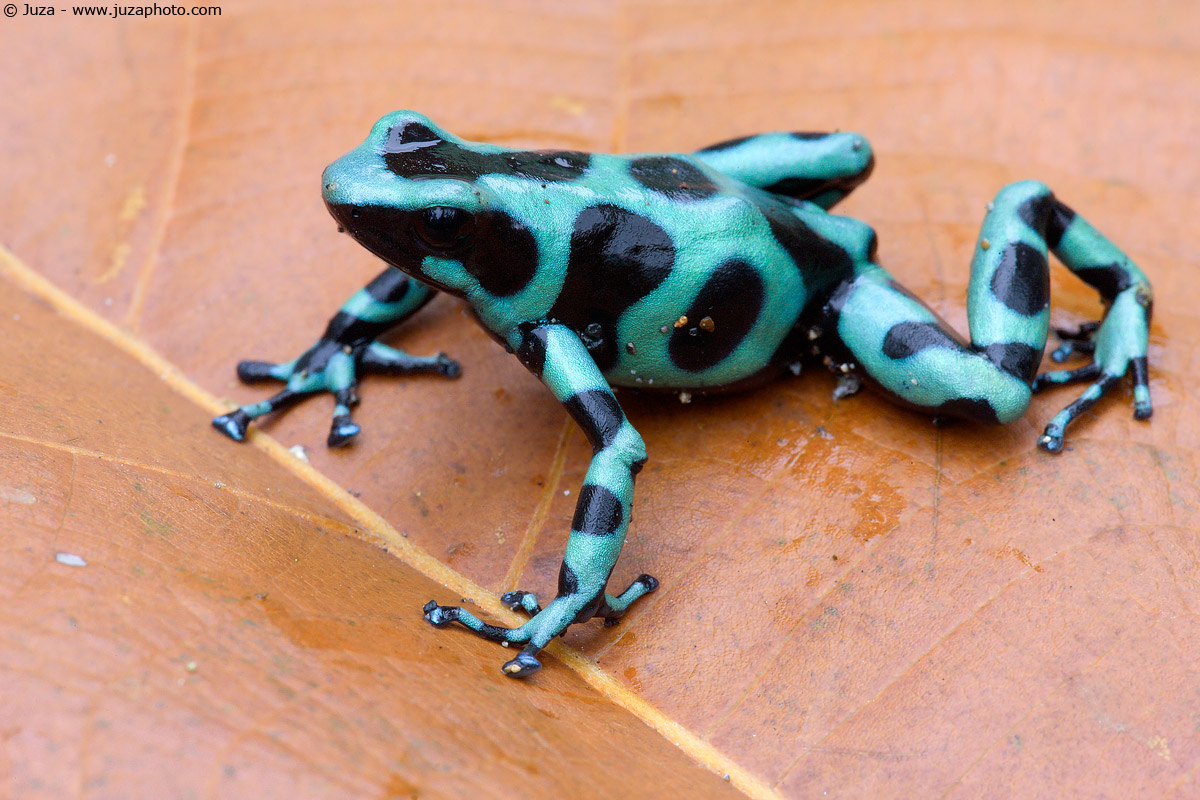 Dendrobates auratus, 008,776